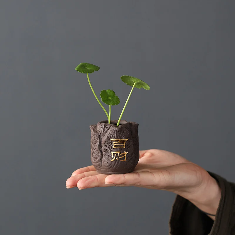 Sáng Tạo Tím Đất Sét Trà Thú C - đánh giá và giá Bonsai Garden Mini