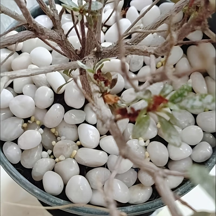 300/600g Polished White Pebble - đánh giá và giá Bonsai Rock Garden