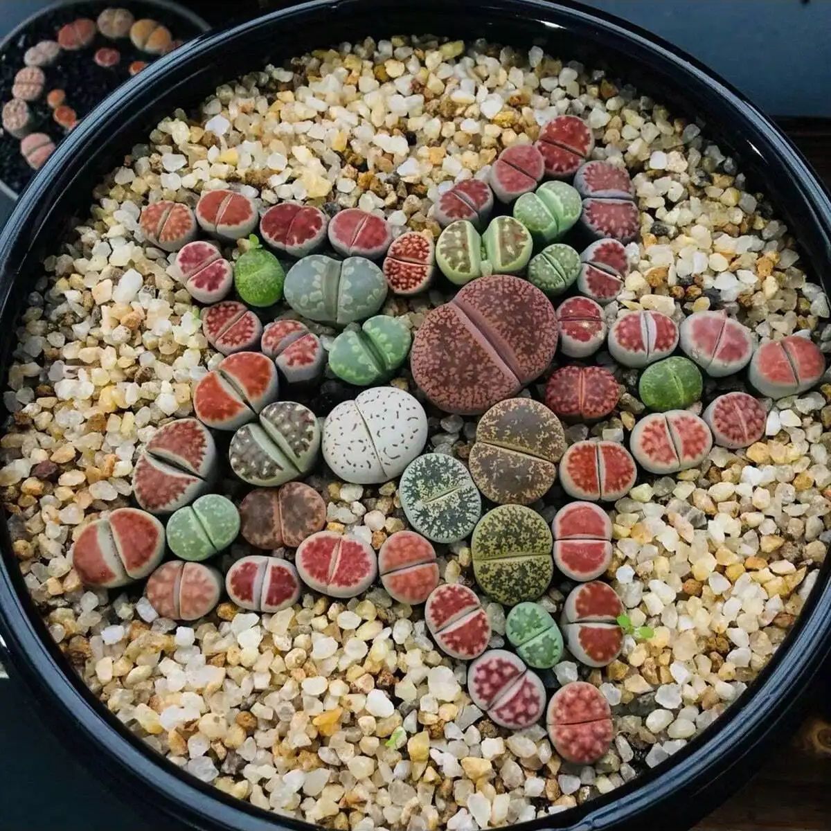 1pc-250g Natural Crystals Grav - đánh giá và giá Bonsai Rock Garden