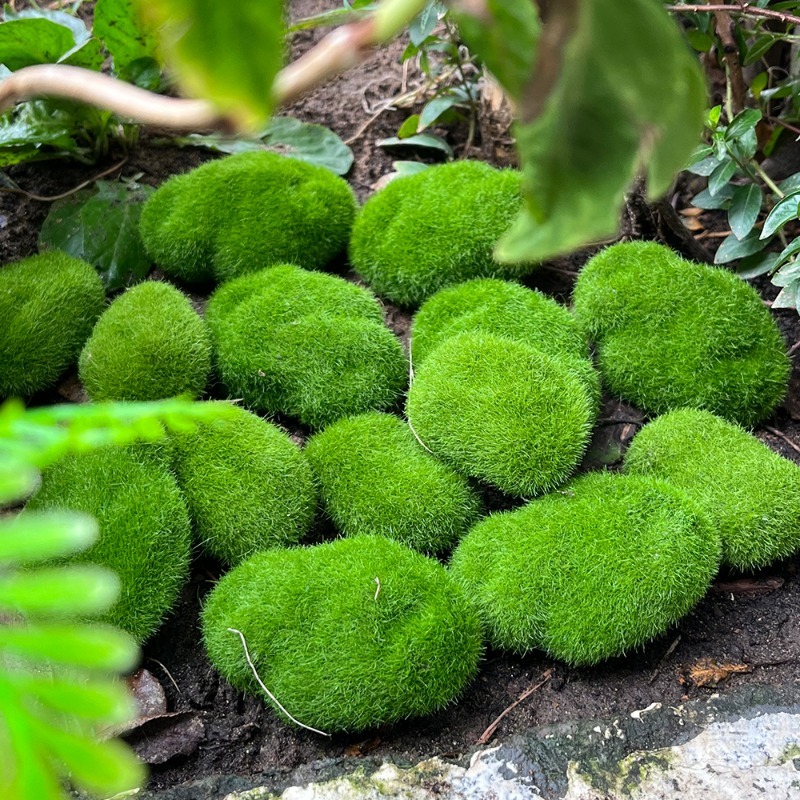5/30pcs Simulation Moss Stone  - đánh giá và giá Bonsai Rock Garden