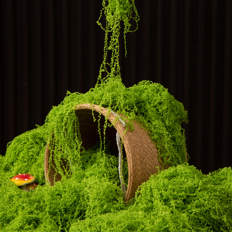 200g Eternal Life Moss DIY Cra - đánh giá và giá Bonsai Garden For Home