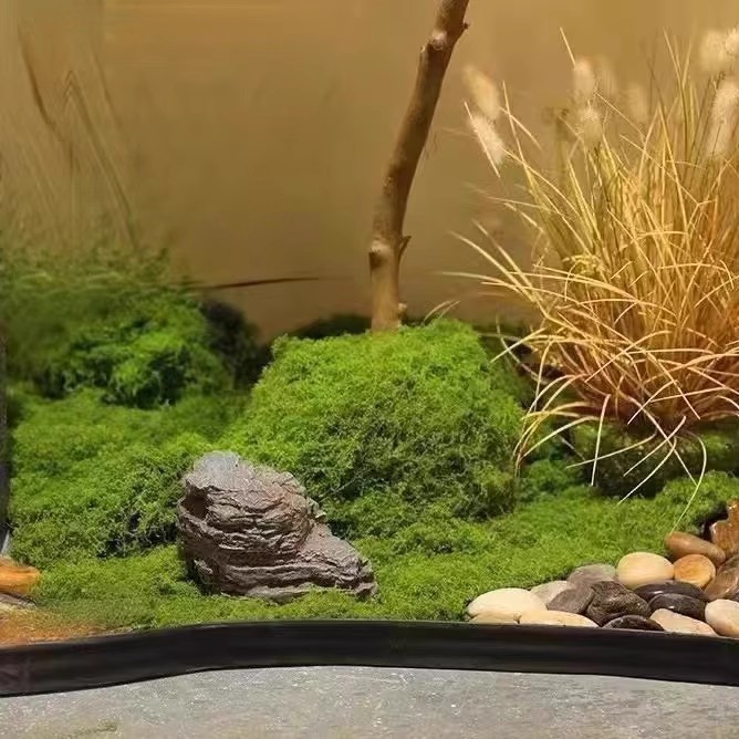 200g Eternal Life Moss DIY Cra - đánh giá và giá Bonsai Garden For Home